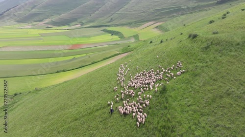 Aerial view of a large flock of sheep grazing on the lush green hillside of Castelluccio, Umbria, Italy.