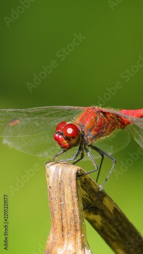 Scarlet Dragonfly (Crocothemis erythraea) is a species of dragonfly in the family Libellulidae. Its common names include broad scarlet, common scarlet darter.