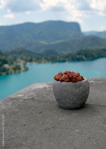 Succulent plant in a stone pot in front of Lake Bled in Slovenia