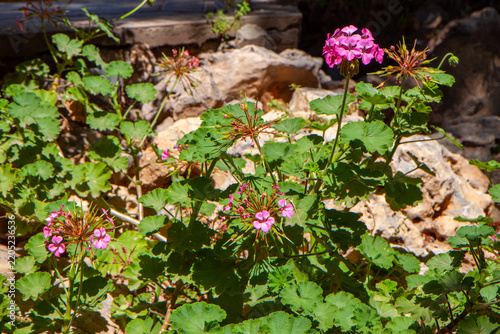 Flowers fount on a rocly surface up in a mountain.