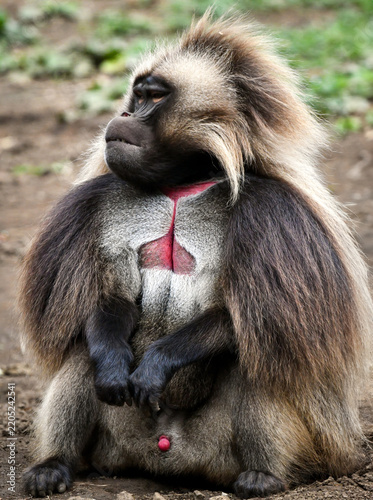 Adult dominant make Baboon making sure territory is alright. 