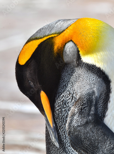 Close up profile of a King penguin in reflective thought