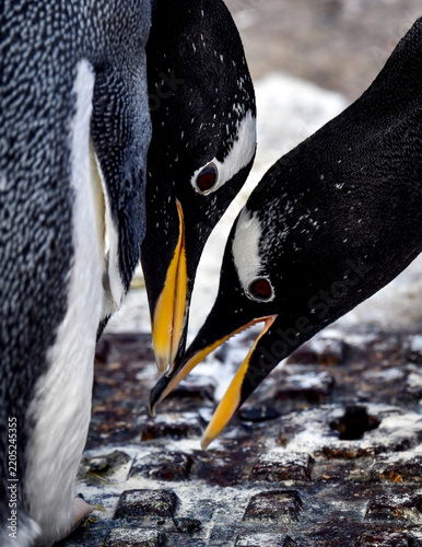 close up of Gentoo penguins touching beaks