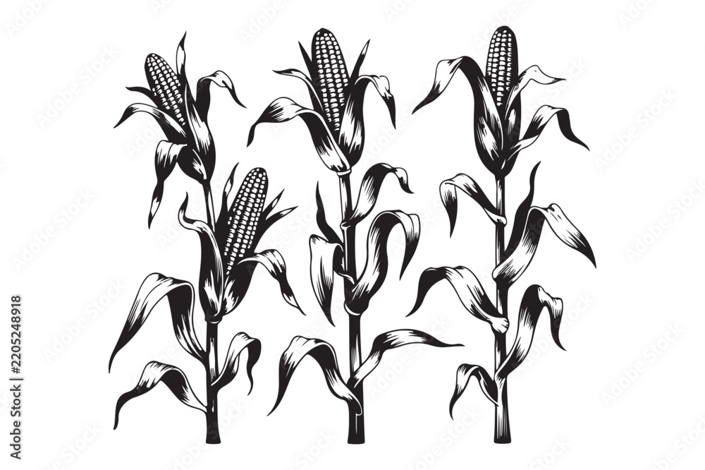Obraz premium Three corn stalks growing with ears of corn agriculture vegetable botanical