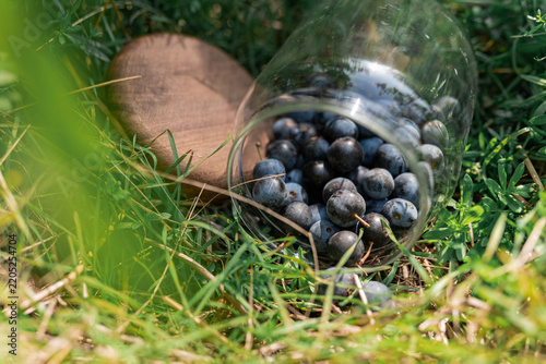Fresh Wild Blueberries in Glass on Grass, Healthy Summer Food Concept, Natural Foraging Concept