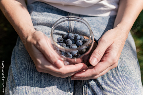 Fresh Wild Blueberries in Hands, Healthy Summer Food Concept, Natural Foraging Concept