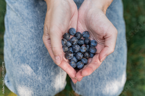 Fresh Wild Blueberries in Hands, Natural Healthy Food and Foraging Concept