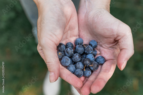 Fresh Wild Blueberries in Hands, Natural Healthy Food and Foraging Concept