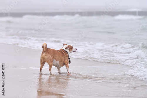 Small dog standing beside rolling waves on quiet beach