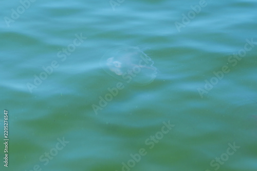 A jellyfish with big ears in the sea.