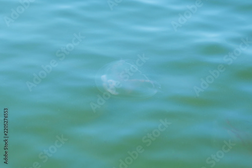 A jellyfish with big ears in the sea.