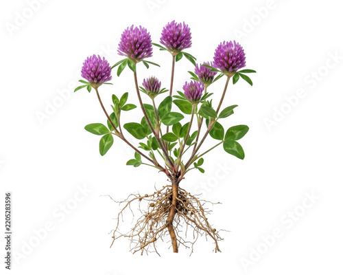 Red clover plant with roots and flowers isolated on transparent background