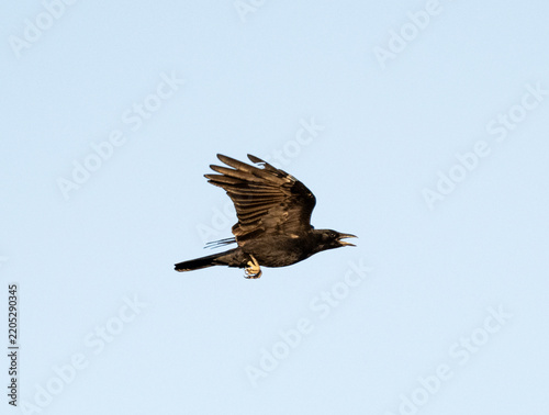 Tapety artystyczne Grajo volando