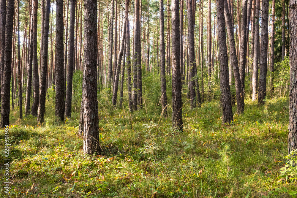 Fototapeta premium A view of a tall pine forest with green grass, wild plants and fallen leaves covering the ground. Sunlight creates warm patches on the forest floor. Ideal for nature photography and walking.