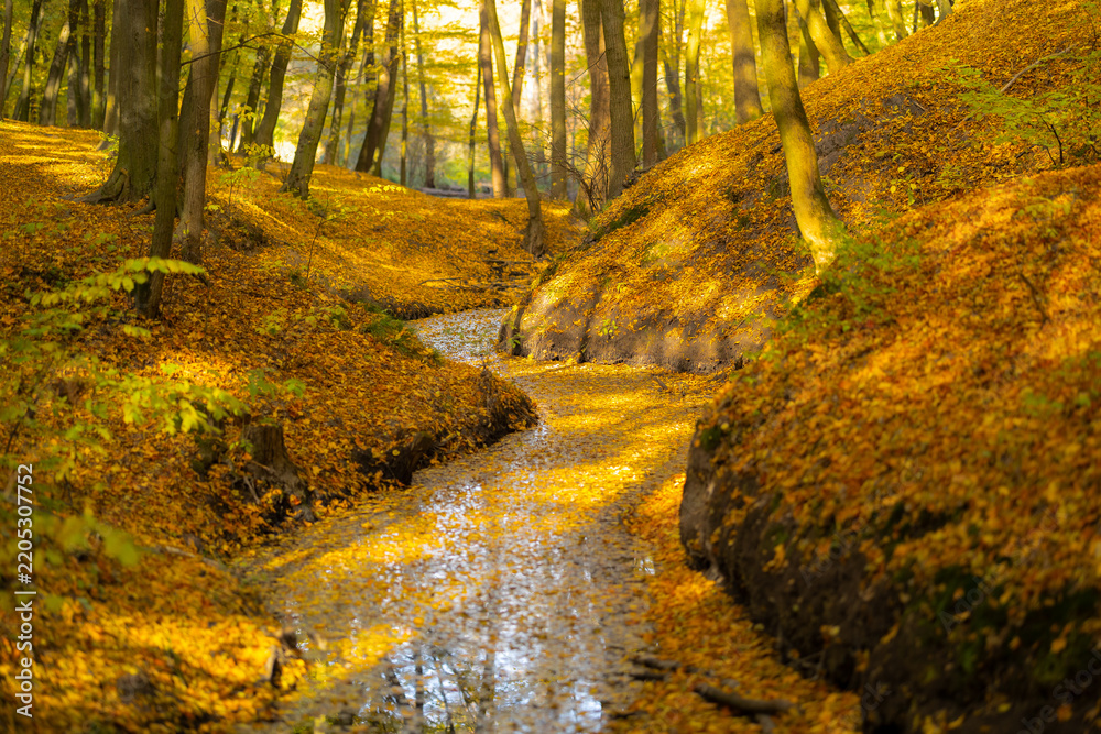 Obraz premium A vibrant hornbeam forest glows with golden autumn light as a leaf-strewn stream winds through slopes covered in rich orange and yellow foliage