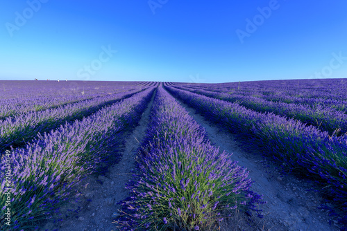 Fotografie Vast blooming lavender field rows stretching to horizon under clear blue sky, ru