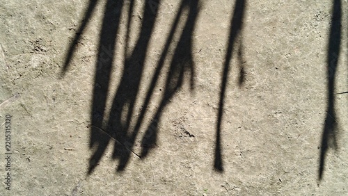 Dark plant shadows cast on a textured concrete ground surface with natural sunlight copy space