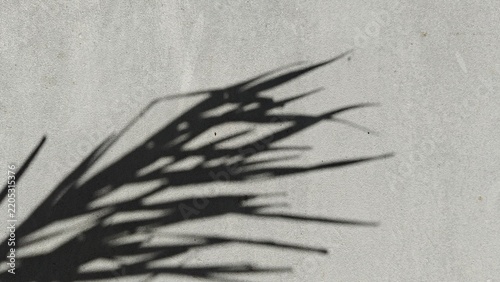 Palm leaf shadow on a textured concrete wall with copy space for summer marketing designs