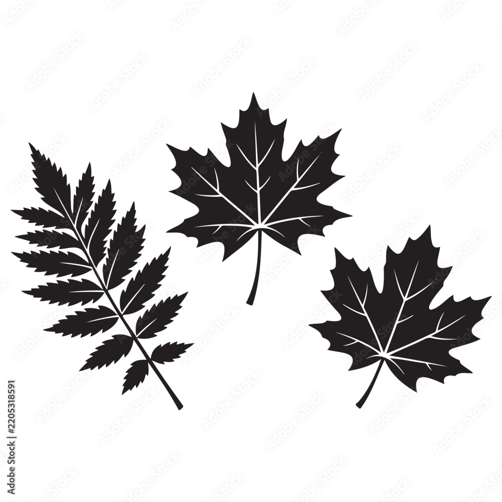 Fototapeta premium Black silhouette collection of maple and ash tree leaves with silhouette
