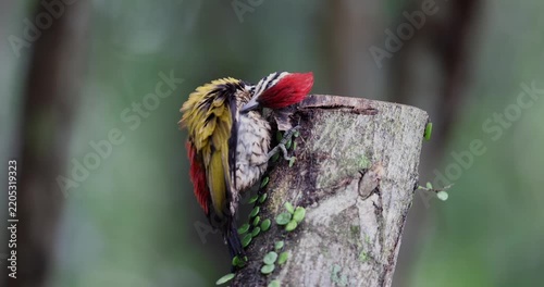Nature wildlife of Common flameback woodpecker drilling bark tree finding food like insect in nature