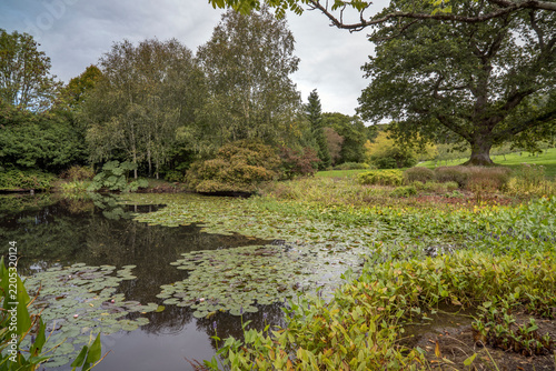 Lily ponds in autumn