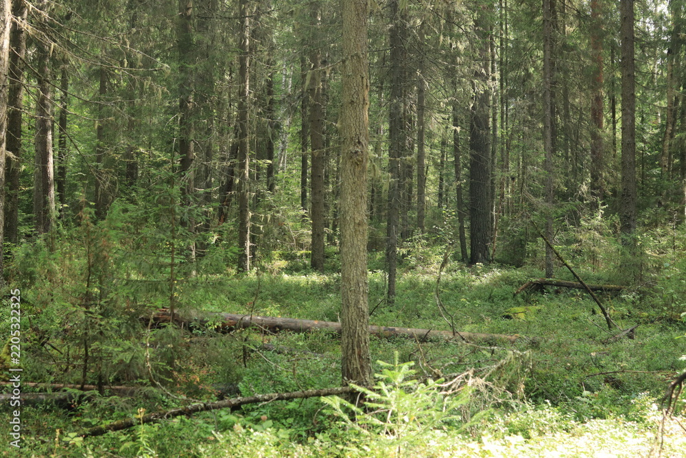 Obraz premium trees in the forest