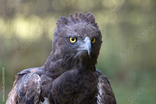 Martial eagle (Polemaetus bellicosus)