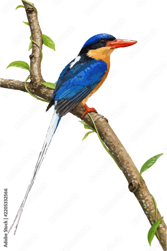 Obraz premium Tanysiptera sylvia illustration art