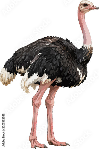 Obraz na plátně ostrich Struthio camelus illustration art