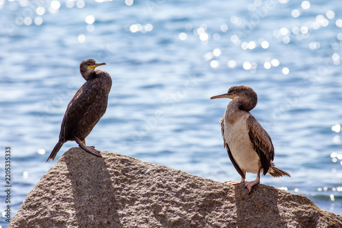 Two cormorants on a rock in front of the sea.