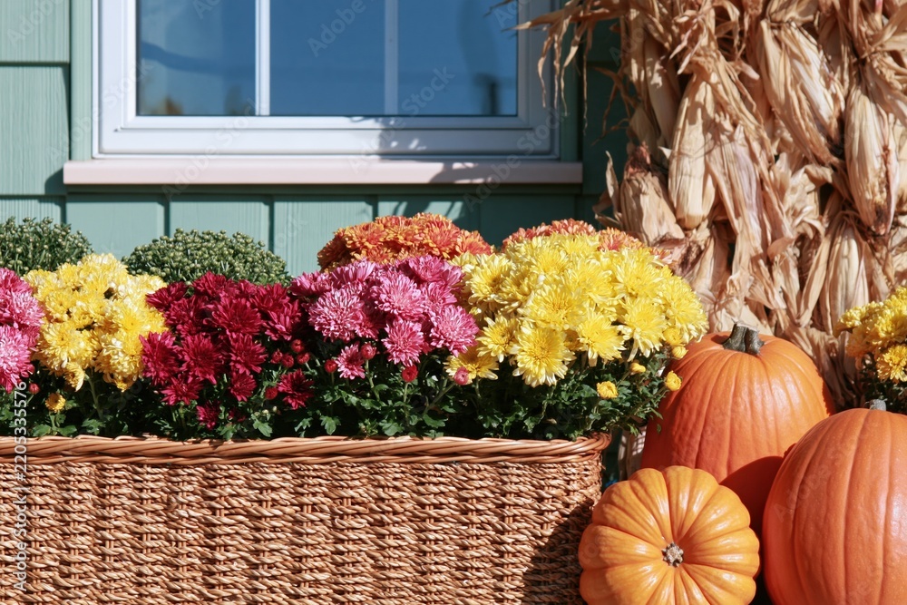 Fototapeta premium Window box with colorful chrysanthemums and pumpkins, a textured autumn harvest display for home decor and seasonal decorating