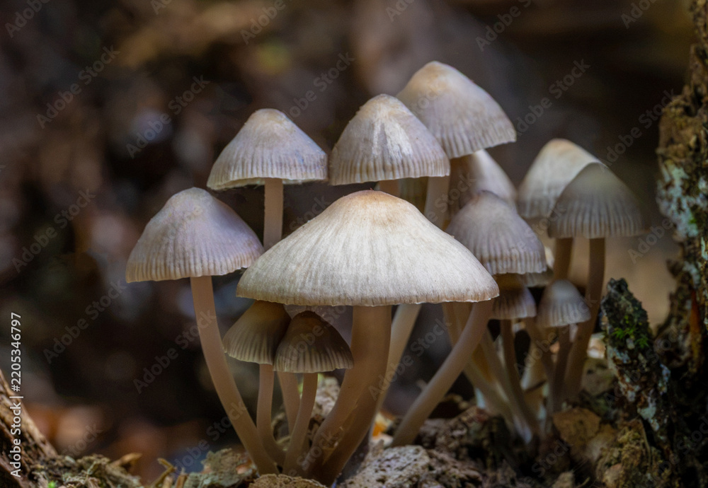 Fototapeta premium Cluster of Clustered Bonnet mushrooms (Mycena inclinata) growing on a mossy oak stump in an autumn forest