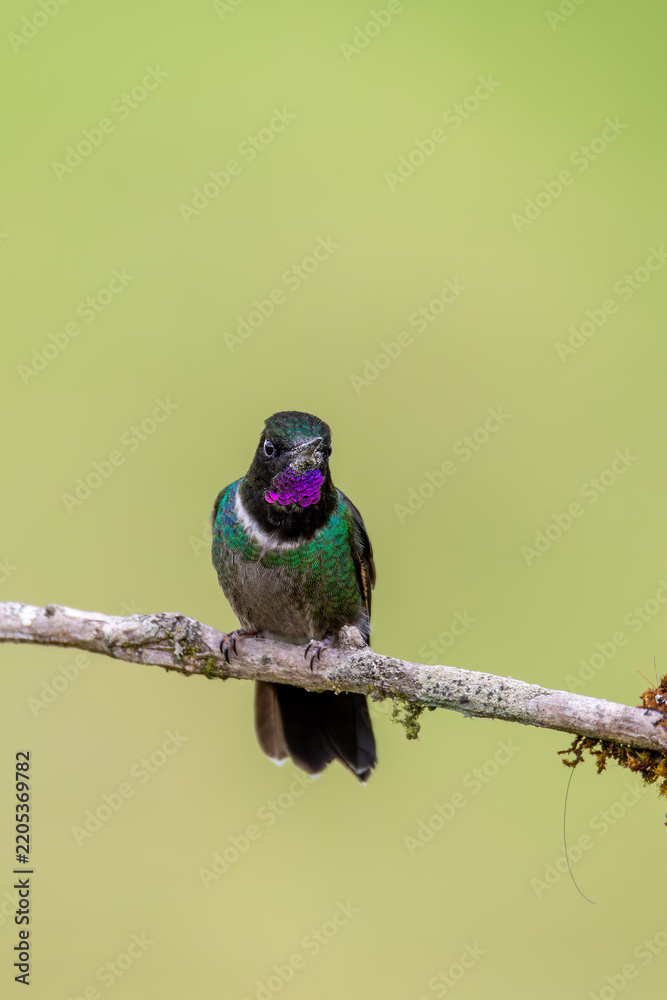 Obraz premium Bird Heliangelus exortis, Colombia, Cundinamarca