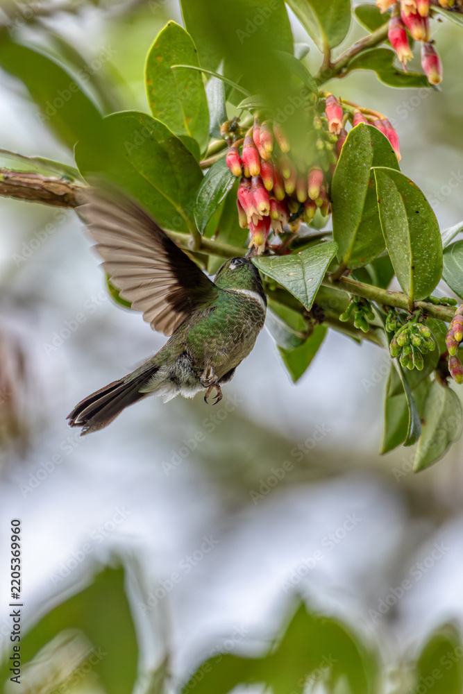 Obraz premium Bird Heliangelus exortis (Heliangelus exortis), Colombia, Cundinamarca