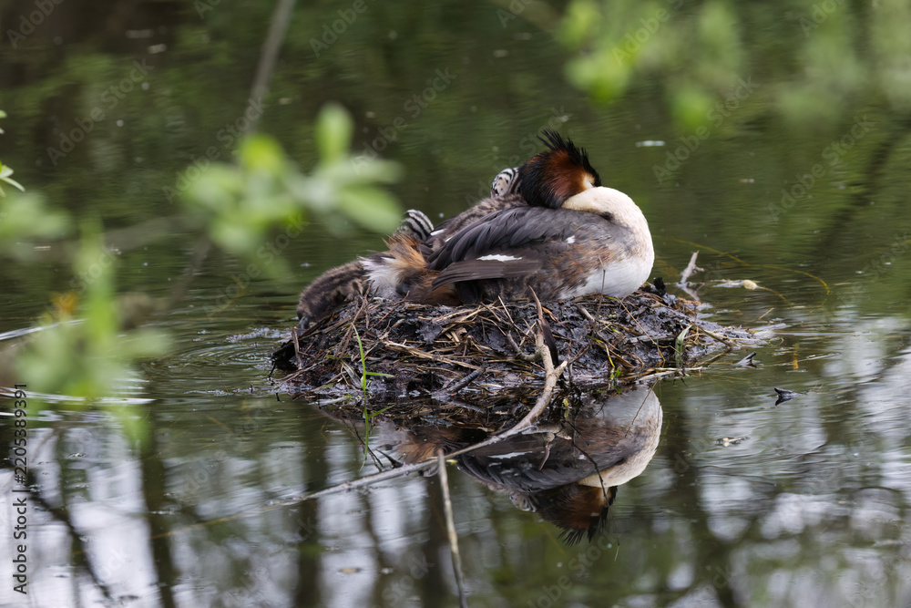 Fototapeta premium Cute sleeping great crested grebe in its nest, little chick in breeding plumage, chicks snuggling against their mother's feathers, breeding plumage, waterfowl, Podiceps cristatus