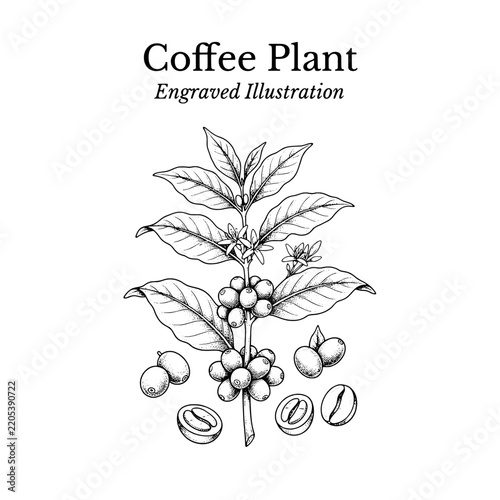 Coffee plant engraved illustration shows detailed sketch of plant with beans and flowers