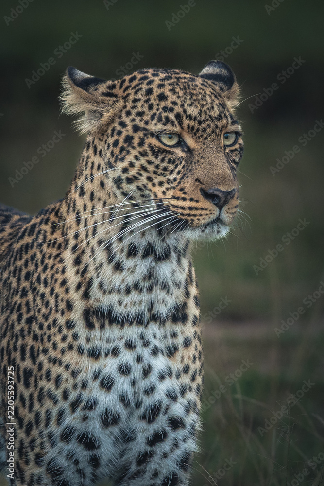 Fototapeta premium portrait of a leopard