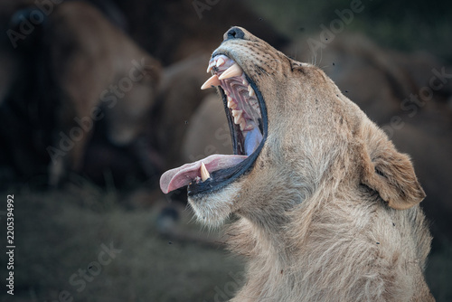 portrait of a lion