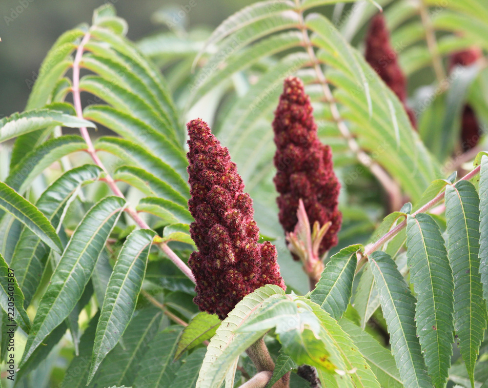 Fototapeta premium Staghorn sumac (Rhus typhina), an ornamental plant of the pistachio family, grows in the wild.