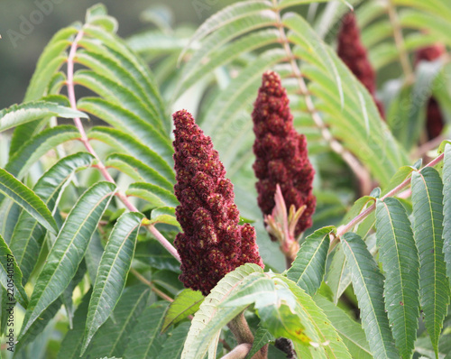 Staghorn sumac (Rhus typhina), an ornamental plant of the pistachio family, grows in the wild.