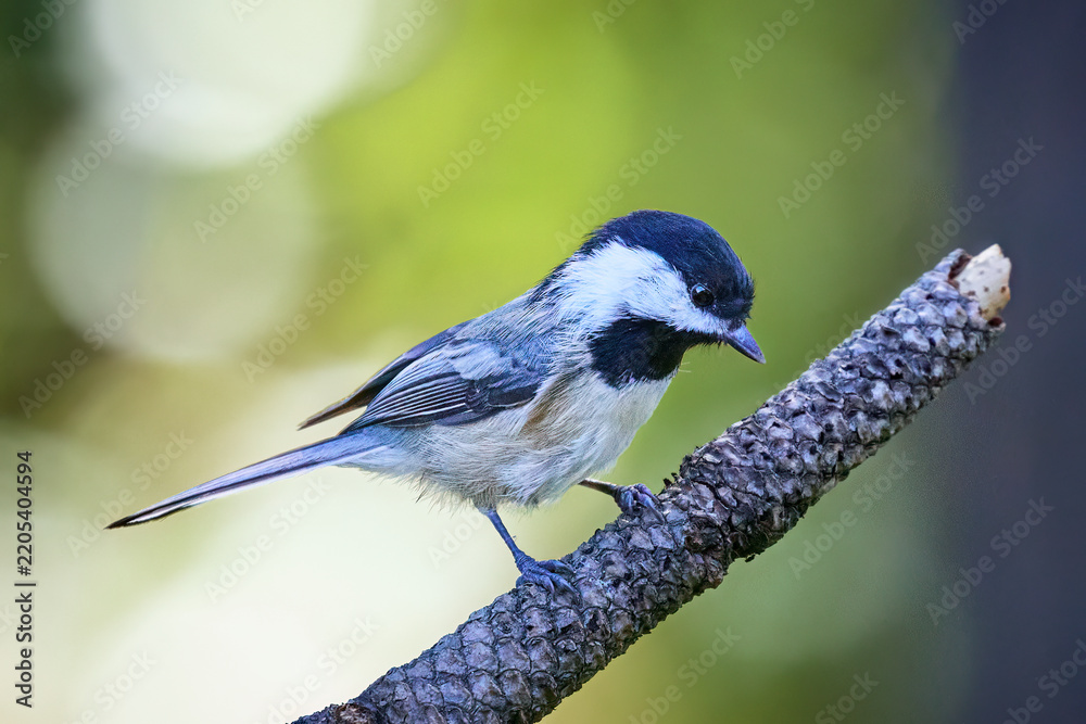 Obraz premium Black capped chickadee on a branch.