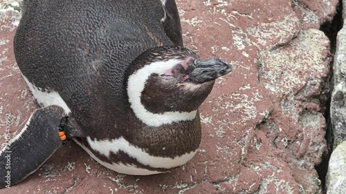 Penguin resting on the ground