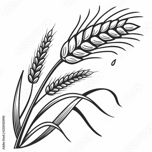 Black and white vector illustration of wheat ears with water drop