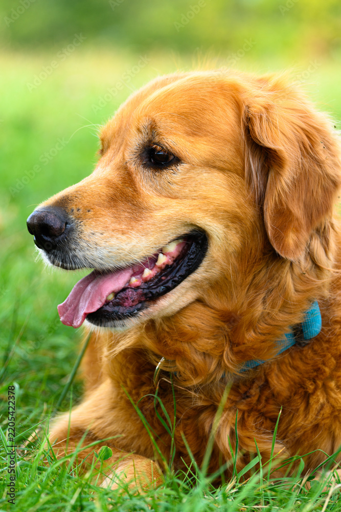 Obraz premium Golden Retriever Dog Relaxing in Green Field