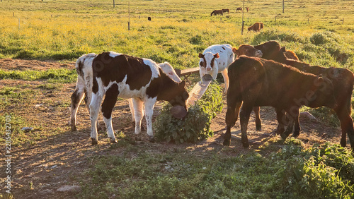 Cattle Grazing in a Sunlit Pasture with Rural Countryside Horizon.