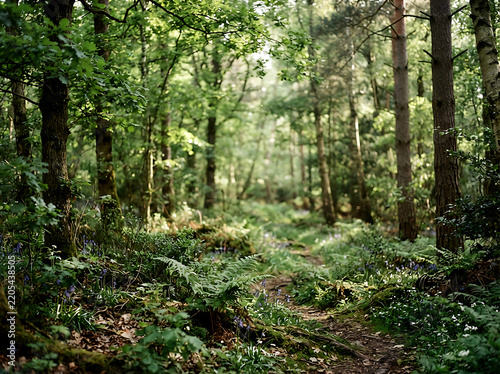 Sunlit forest path through green trees with soft natural light