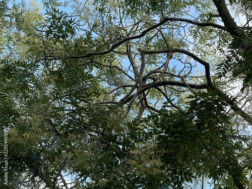 Branches and leaves create a lush canopy as sunlight filters through in a serene outdoor setting during clear skies.