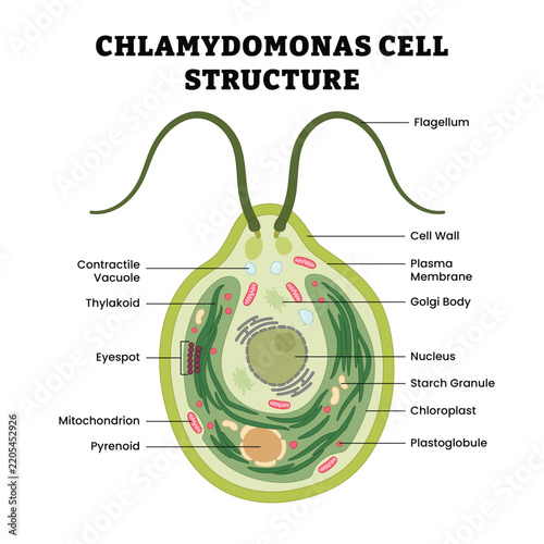 Chlamydomonas Cell Structure labeled diagram, educational zoology poster, green algae anatomy, cellular organelles, flagellum, chloroplast, nucleus, eyespot, pyrenoid, thylakoid, contractile vacuole