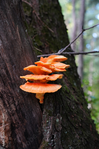 Orange fungus growing on tree in forest