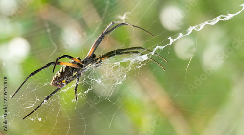 Signature Spider